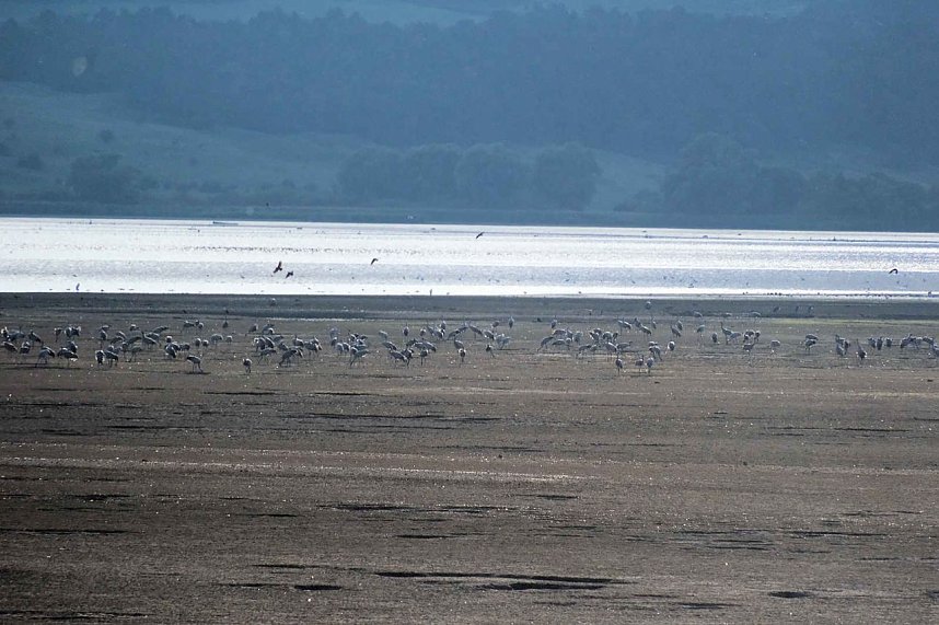 Kranichrast im S&uuml;dharz