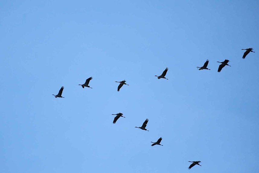 Kranichrast am Stausee