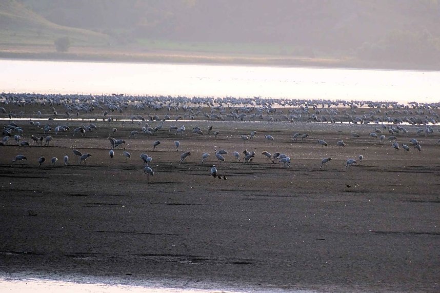 Kranichrast am Stausee