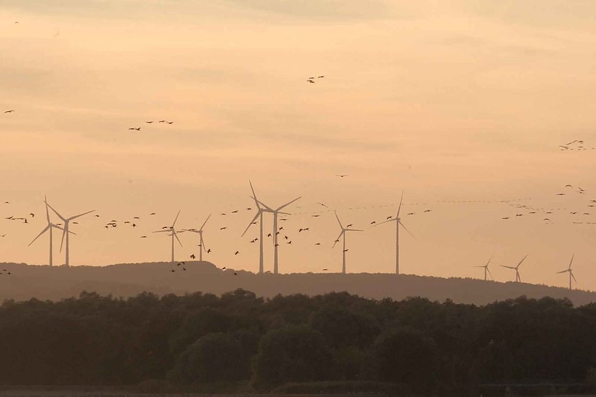 Kranichrast am Stausee