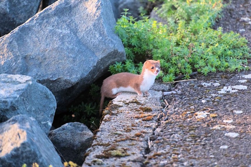 Stiller Beobachter des lautstarken Get&ouml;ses der Kraniche 