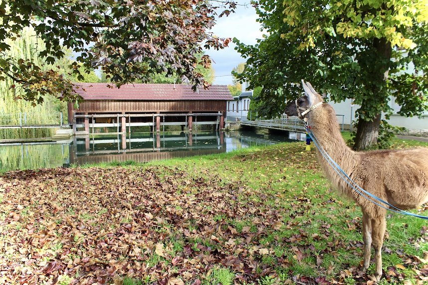 Unterwegs mit den Unstrut Lamas aus Herbsleben