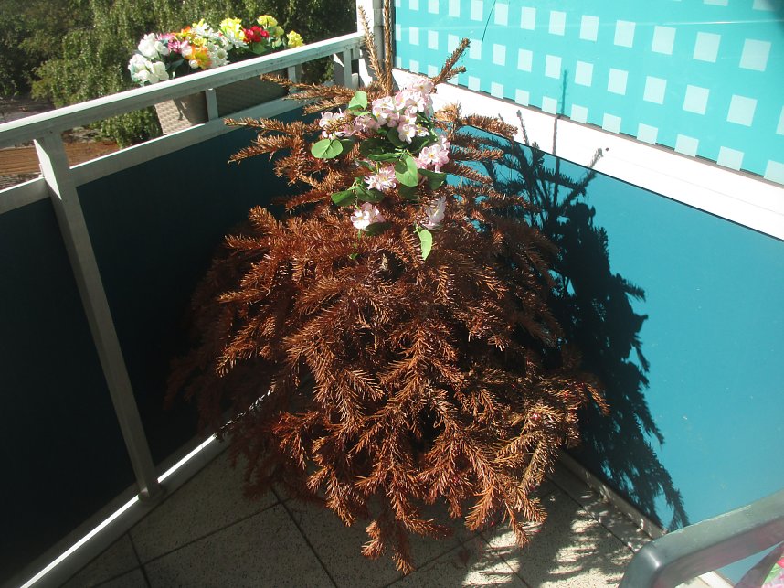 Ein Baum f&uuml;r alle Jahreszeiten