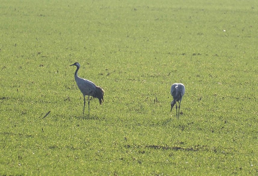Vogelparadies am Stausee Kelbra