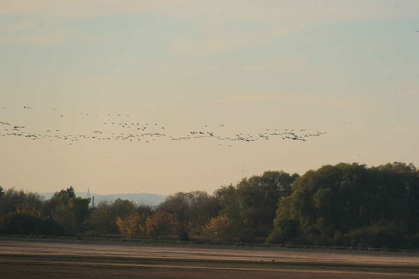 Vogelparadies am Stausee Kelbra