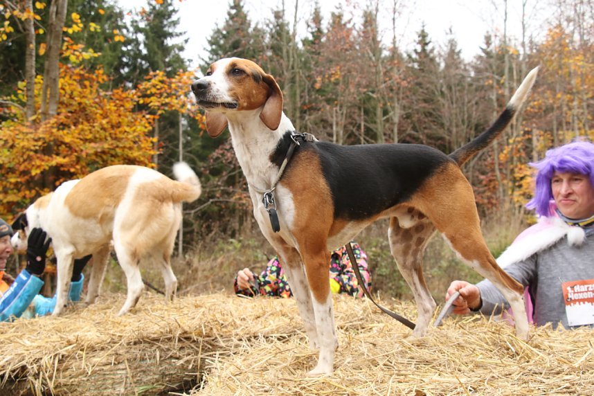 1. Hindernislauf am Harzer Hexenbesen
