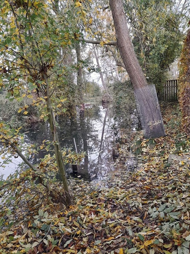 Vom Biber errichteter Damm in der Salza.