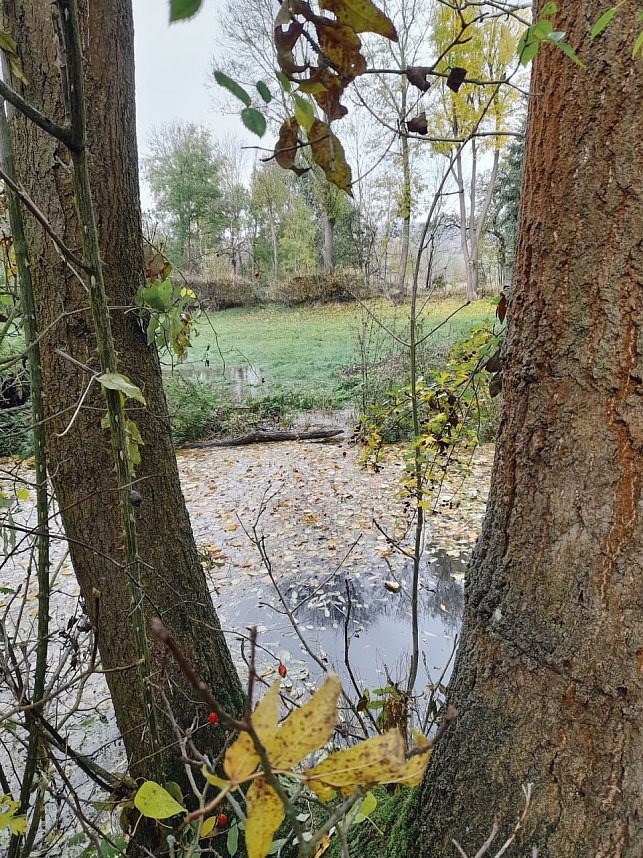 Vom Biber errichteter Damm in der Salza.