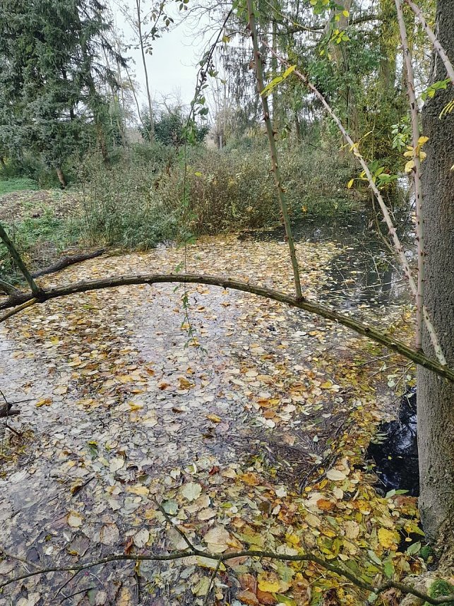 Vom Biber errichteter Damm in der Salza.