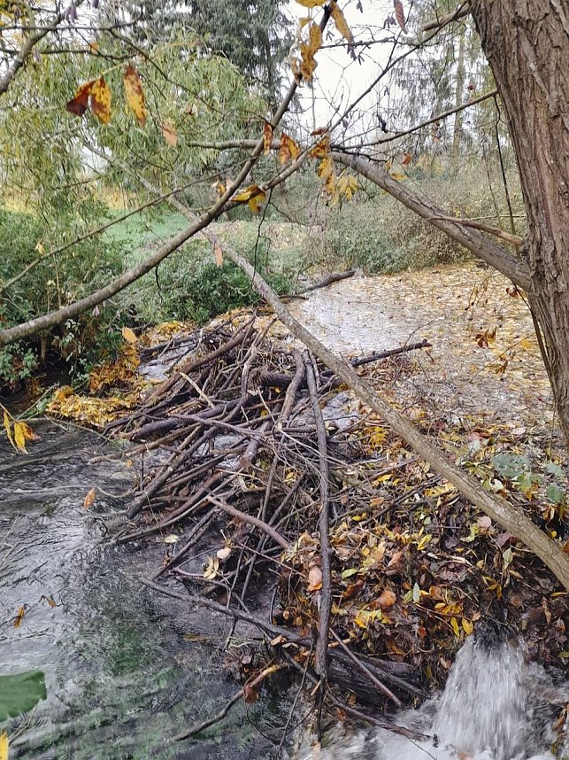 Vom Biber errichteter Damm in der Salza.