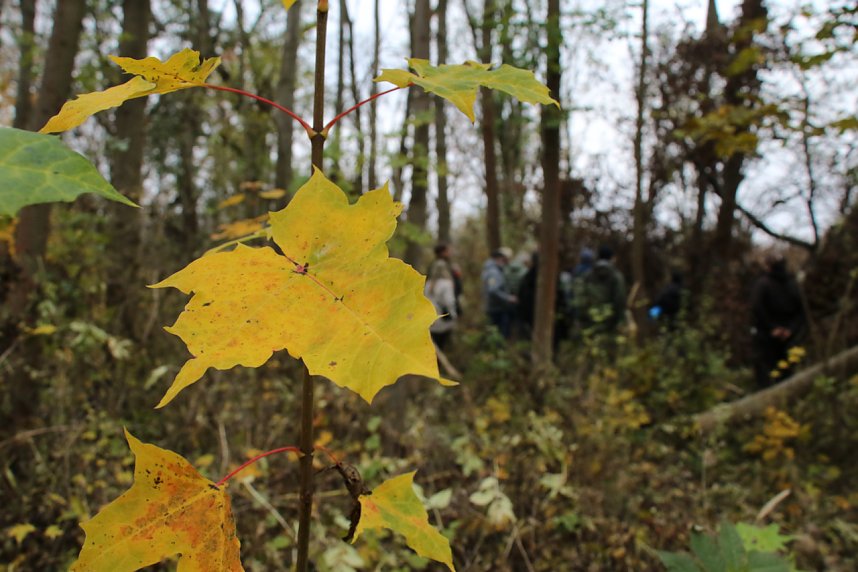 Artistik zwischen Baum und Borke - im Park Hohenrode lud man zu einem k&uuml;nsterlischen Waldspaziergang