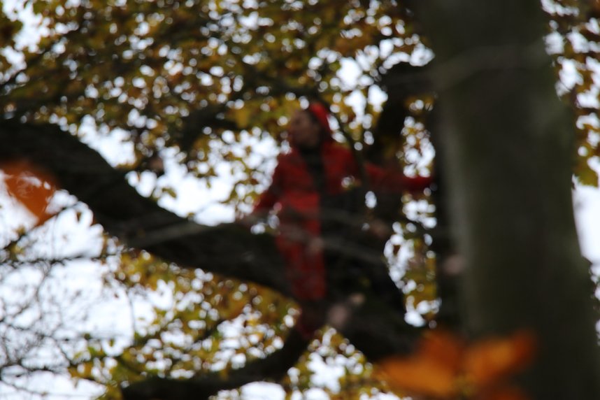 Artistik zwischen Baum und Borke - im Park Hohenrode lud man zu einem k&uuml;nsterlischen Waldspaziergang
