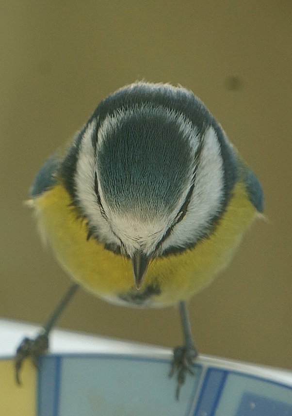 Gefiederte G&auml;ste an der Futterschale