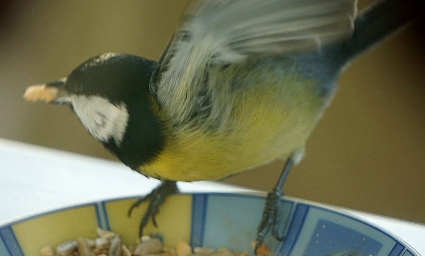 Gefiederte G&auml;ste an der Futterschale