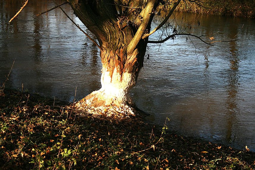 Biberspuren an der Helme
