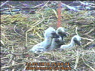 Die Vierte ist da...