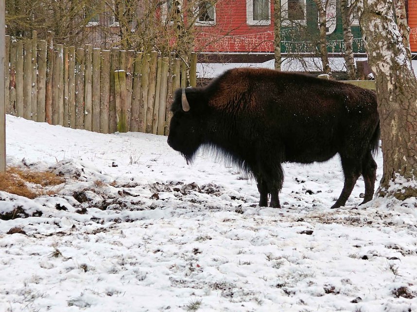 Hundeschlittenrennen im Harz