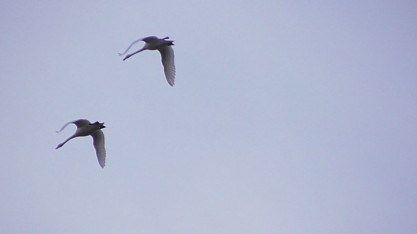 Morgenrunde am Stausee Kelbra