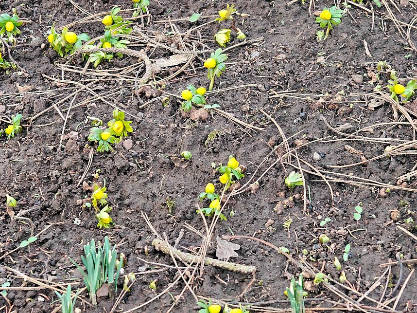 Die ersten Vorboten des Fr&uuml;hlings