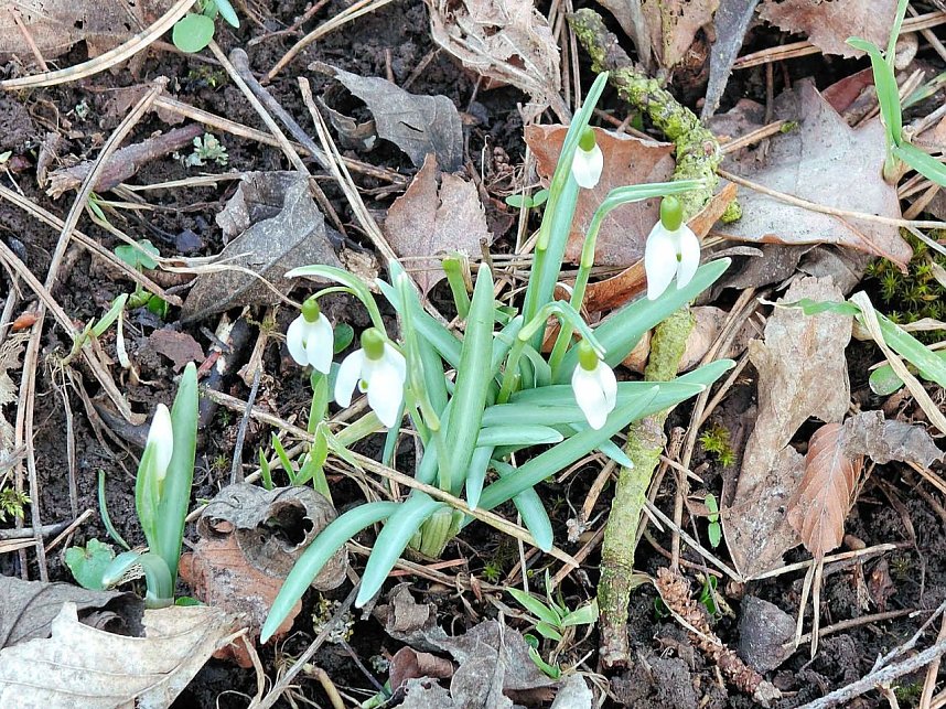 Fr&uuml;hlingsvorboten im Stadtpark und im Park Hohenrode
