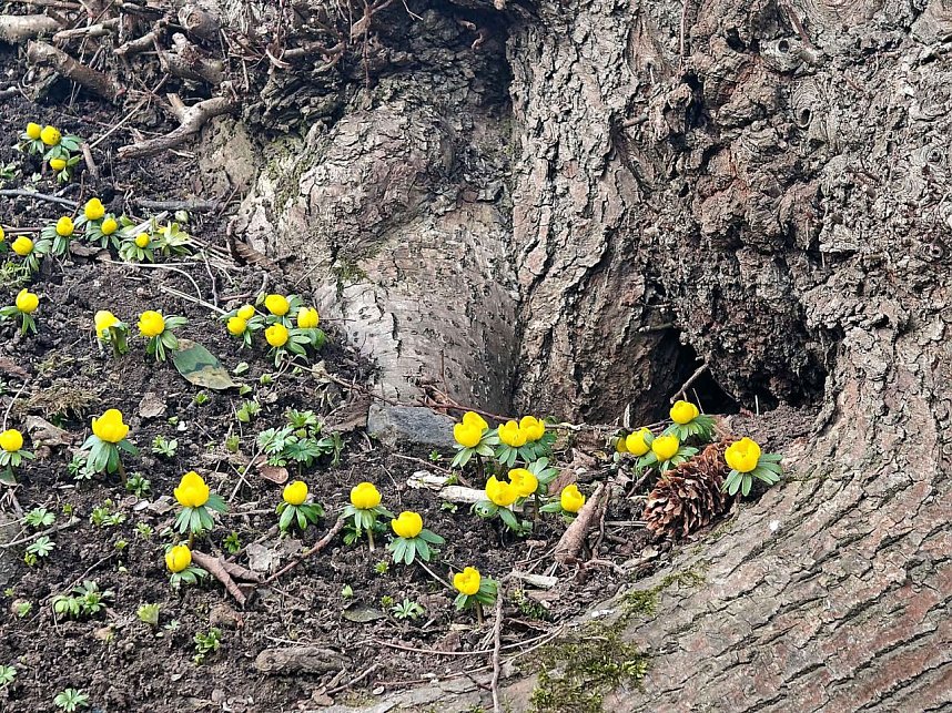 Fr&uuml;hlingsvorboten im Stadtpark und im Park Hohenrode