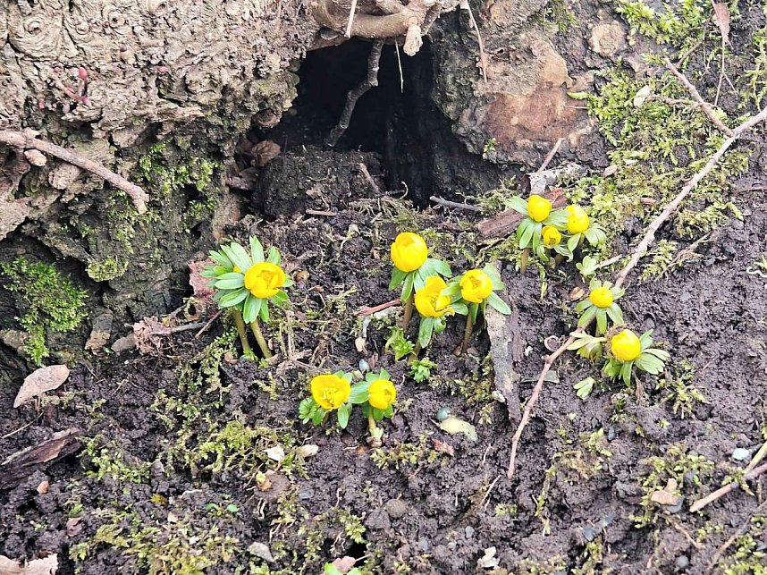 Fr&uuml;hlingsvorboten im Stadtpark und im Park Hohenrode