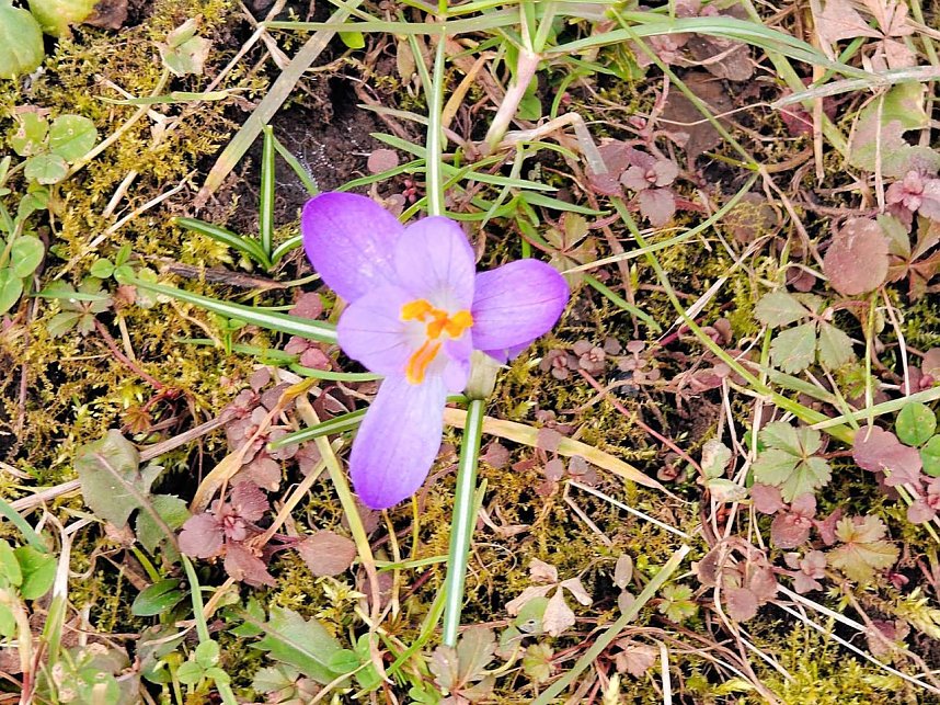 Fr&uuml;hlingsvorboten im Stadtpark und im Park Hohenrode