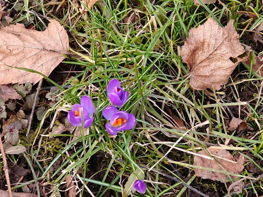 Fr&uuml;hlingsvorboten im Stadtpark und im Park Hohenrode