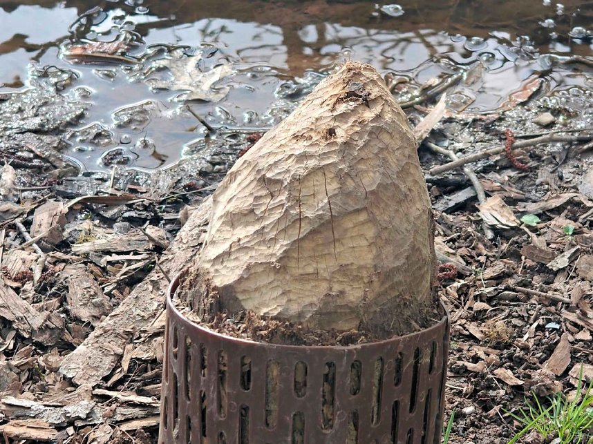 Biberspuren am Gondelteich?