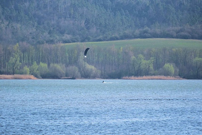 Storch und Co. am Stausee Kelbra