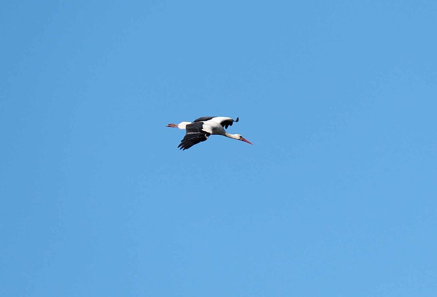 Storch und Co. am Stausee Kelbra