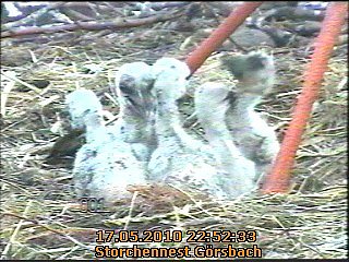 Blick in die Kinderstube