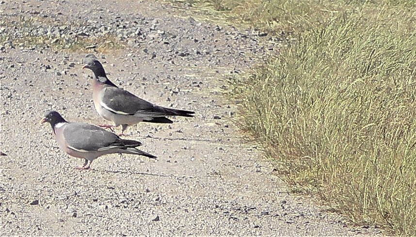 Vogelbeobachtung am Stausee Kelbra