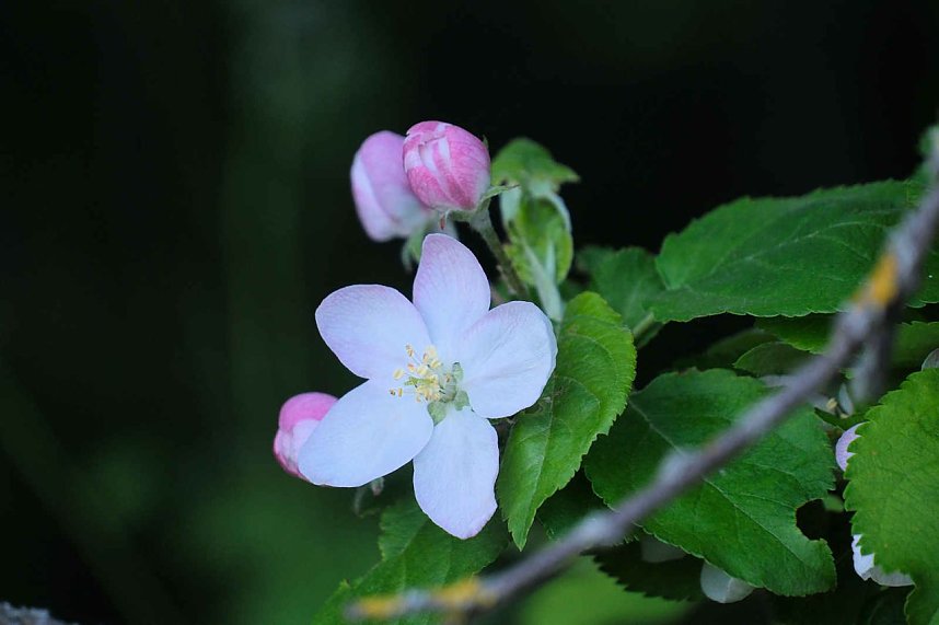 Unterwegs am Rosenteich