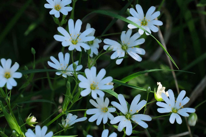 Unterwegs am Rosenteich