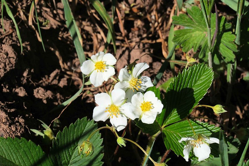 Unterwegs am Rosenteich