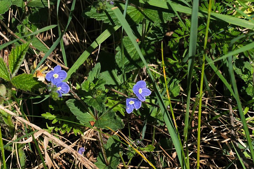 Unterwegs am Rosenteich