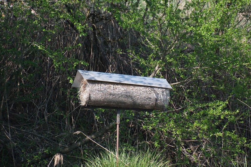 Unterwegs am Rosenteich