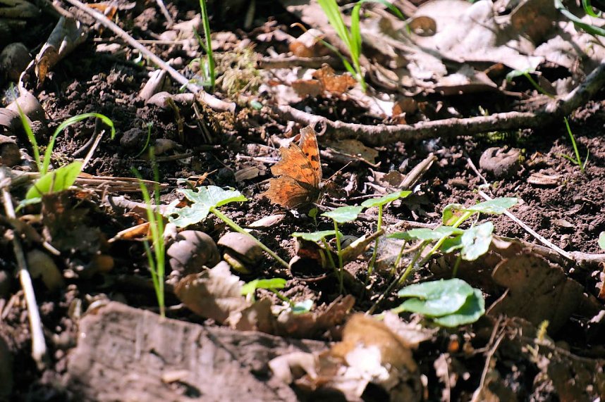 Unterwegs am Rosenteich