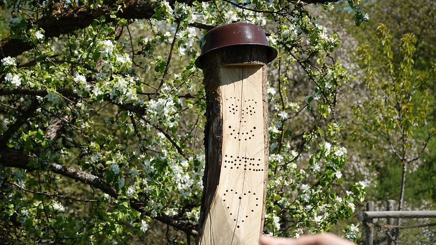 Streuobsttag am Neust&auml;dter Rosenteich