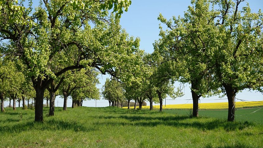 Streuobsttag am Neust&auml;dter Rosenteich