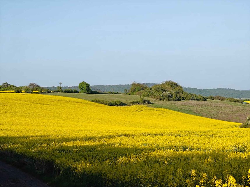 Gelbe Fr&uuml;hlingsstimmung
