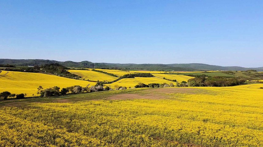 Gelbe Fr&uuml;hlingsstimmung