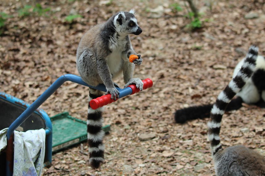 Besuch im Affenpark in Strau&szlig;berg (Th&uuml;ringen)
