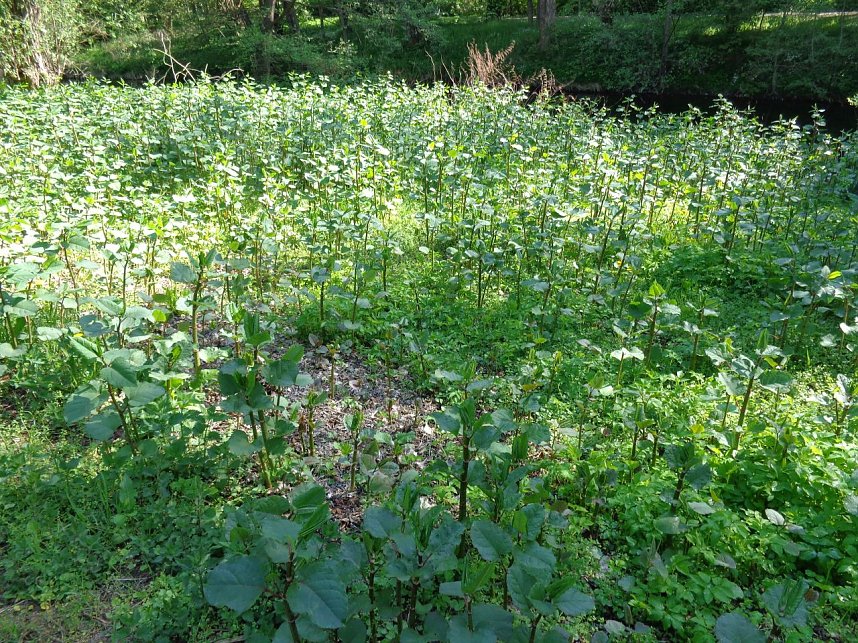 Japanischer Staudenkn&ouml;terich im Stadtpark