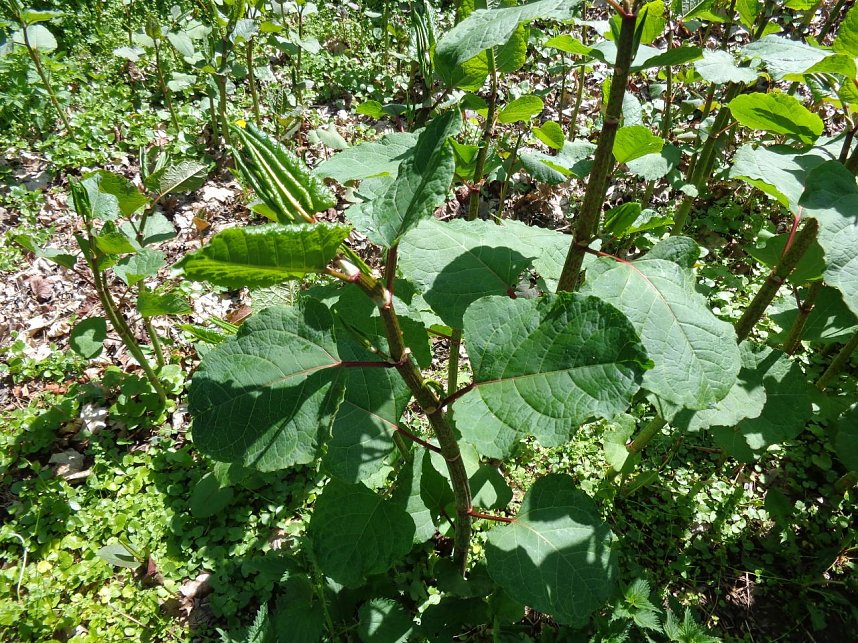 Japanischer Staudenkn&ouml;terich im Stadtpark