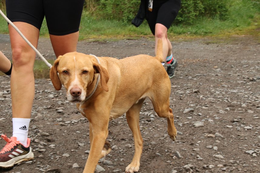 11. Harztorlauf - Am Start und auf der Strecke