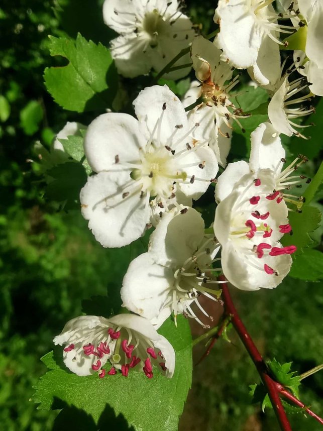 S&uuml;lzhayn im Mai