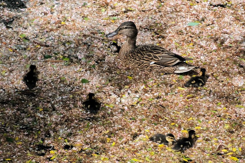 Peter Blei unterwegs entlang der Zorge