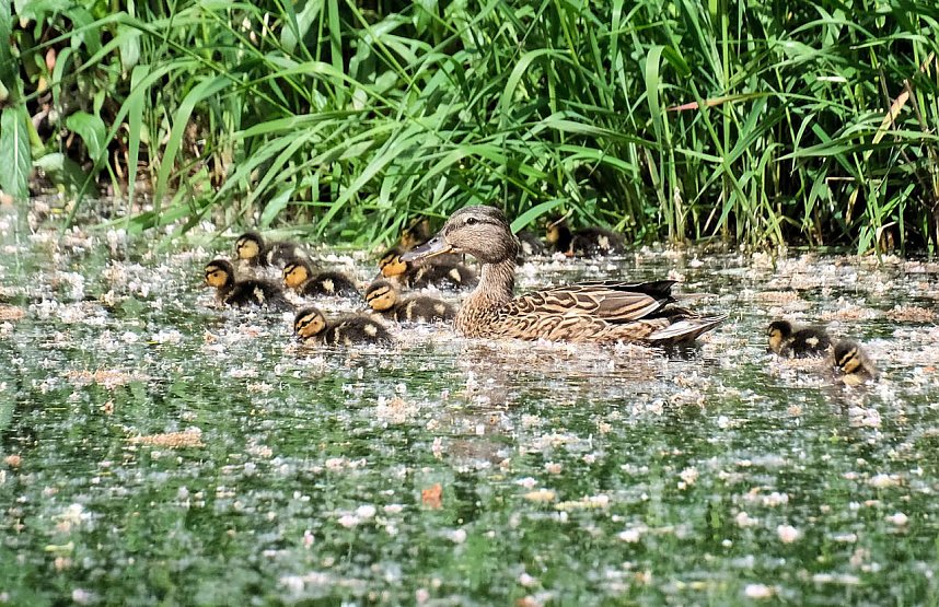Peter Blei unterwegs entlang der Zorge
